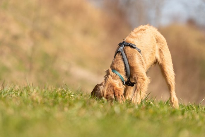 地面のニオイを嗅ぐハーネスをつけた犬