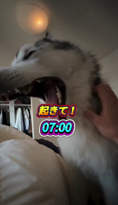 朝早く叩き起こすと…