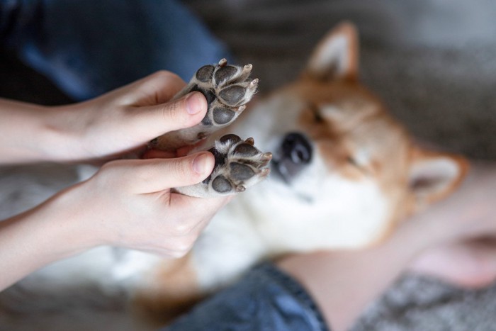 仰向けの柴犬の肉球