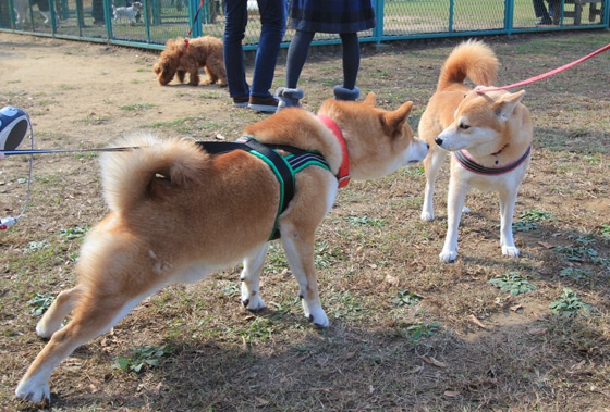 柴犬同士の挨拶