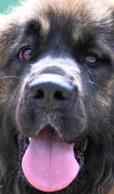 正真正銘、レオンベルガーです