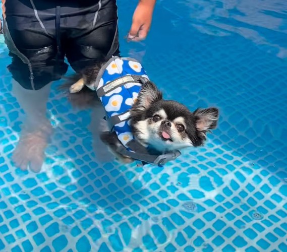 プールで浮かぶ犬