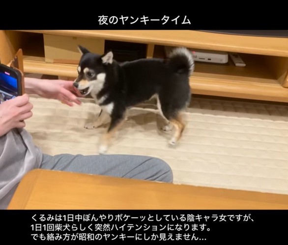 ヤンキーのように絡むくるみちゃん5