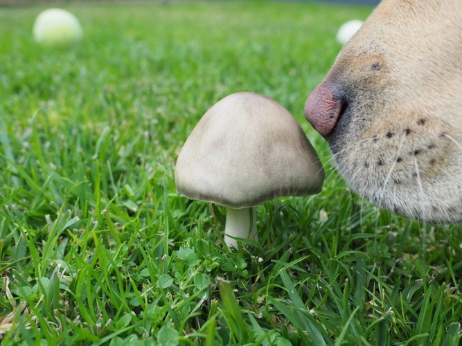 キノコを嗅いでいる犬の鼻