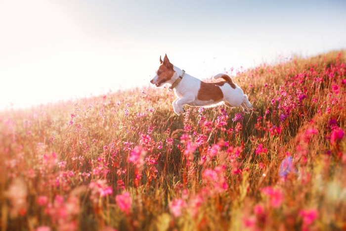 お花畑を走る犬