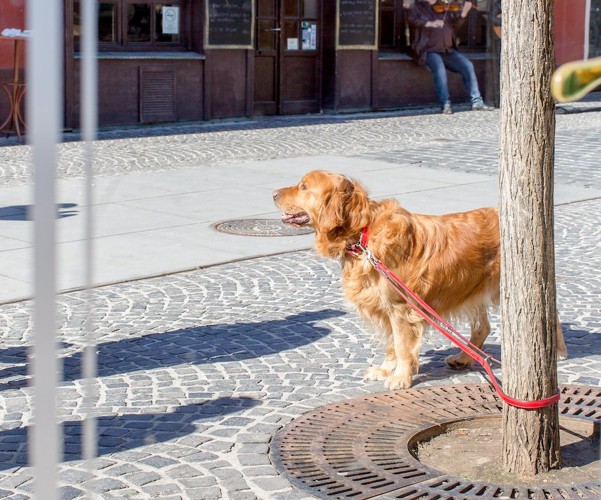 街路樹に繋がれている犬