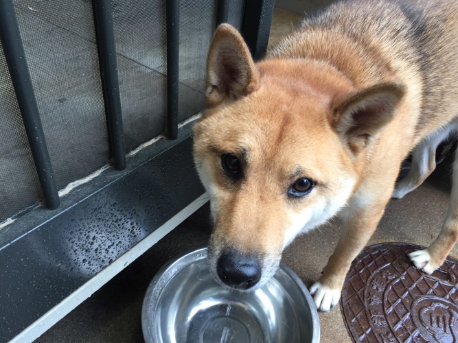 上目遣いの柴犬