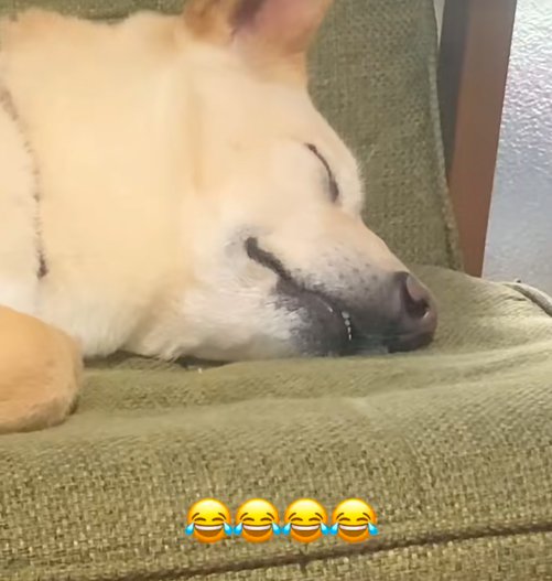 眠る保護犬