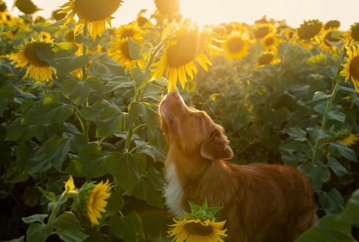 ひまわりのにおいを嗅ぐ犬