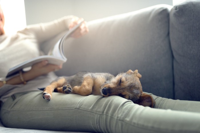 飼い主の足の上で眠る子犬