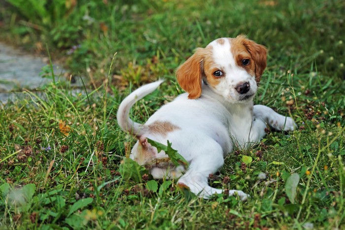 芝生の上で寝転がる犬