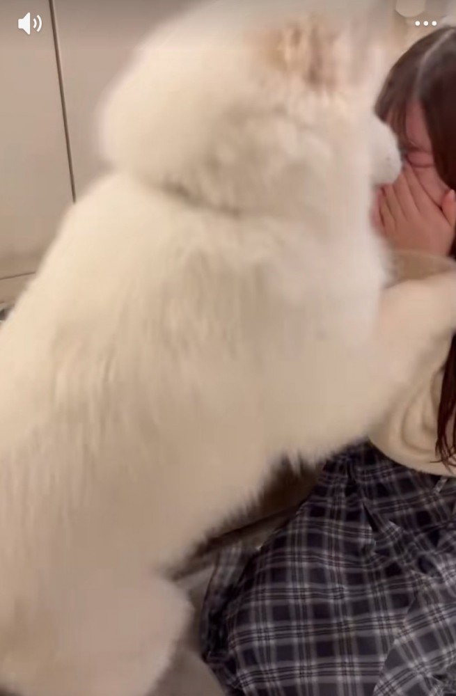 肩に前足をかけるサモエド