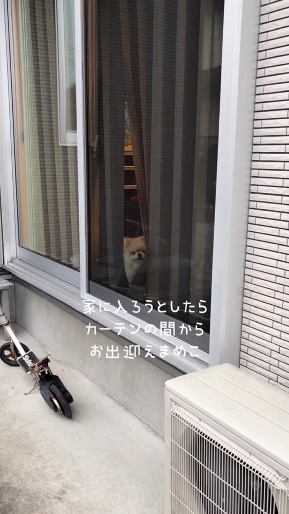 カーテンの間から出迎えるポメラニアン