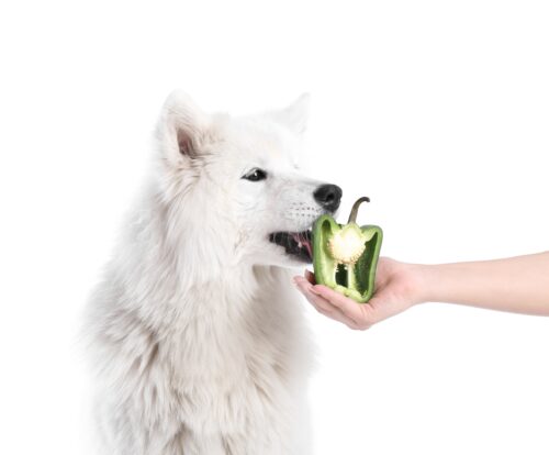 ピーマンを食べる犬
