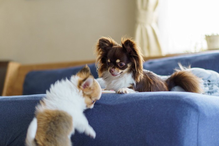 成犬と子犬のチワワ