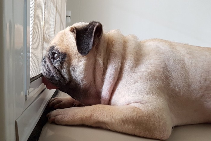 ドアから外を覗く犬