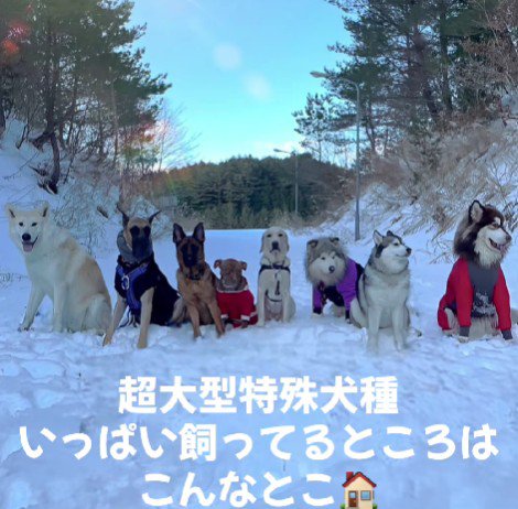 大型犬多頭飼い！！