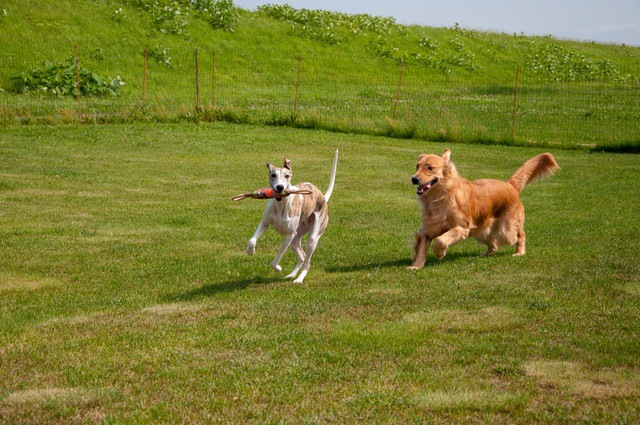 追いかけっこする犬