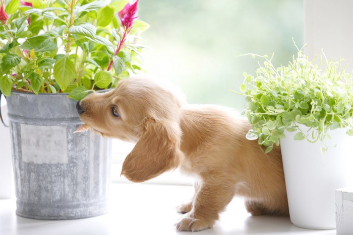 部屋に飾られた植物と子犬