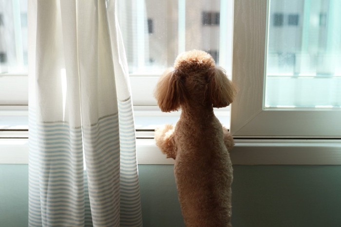窓、犬の後ろ姿