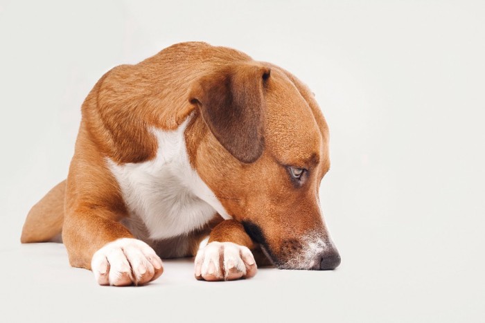 伏せて下を向く犬