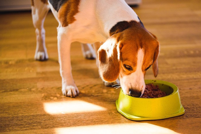 食事中の犬