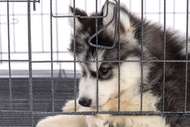 下を向いているシベリアンハスキーの子犬