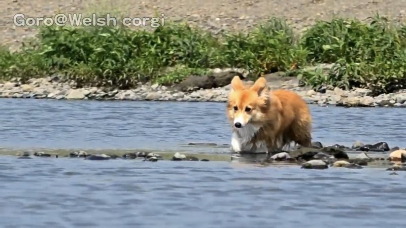 走るコーギー正面