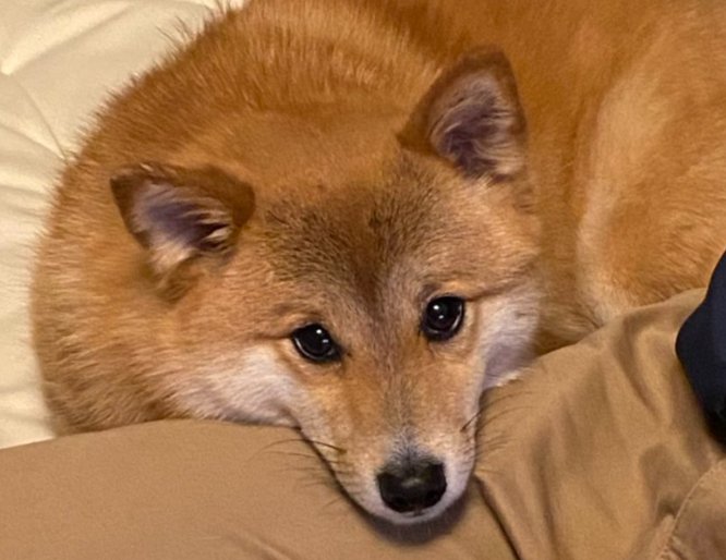 キツネ