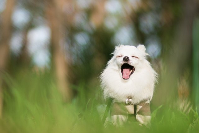 あくびをする犬