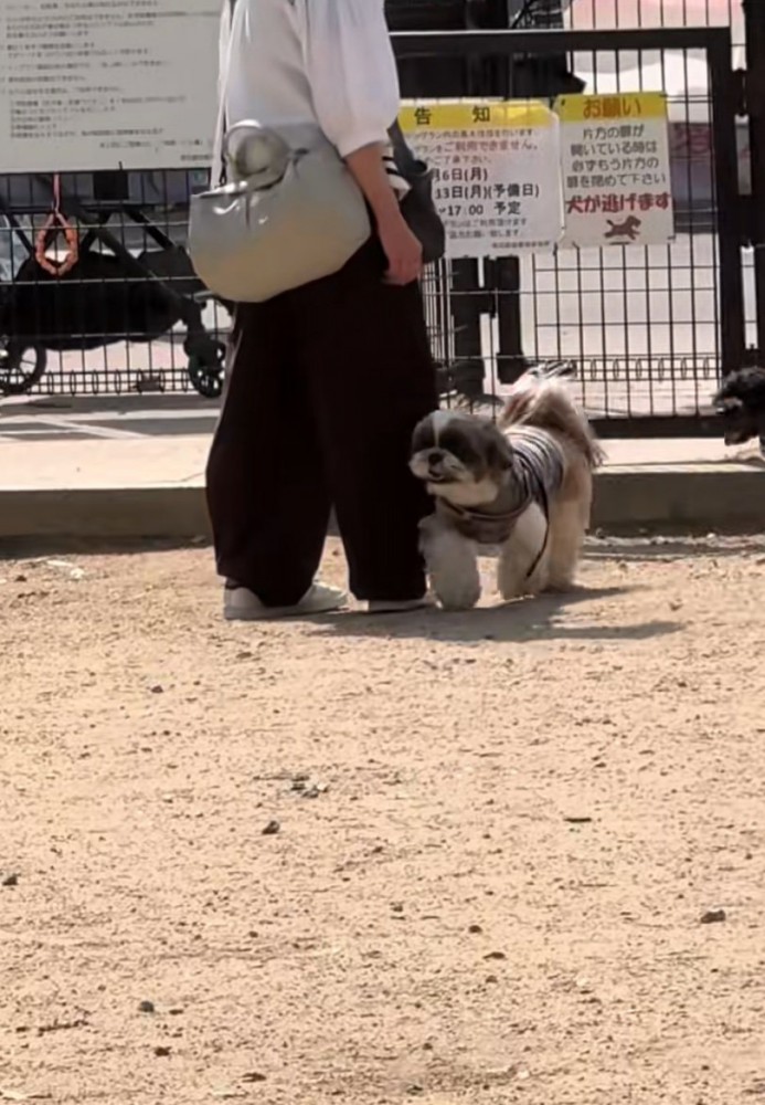 声に気づいた様子の犬