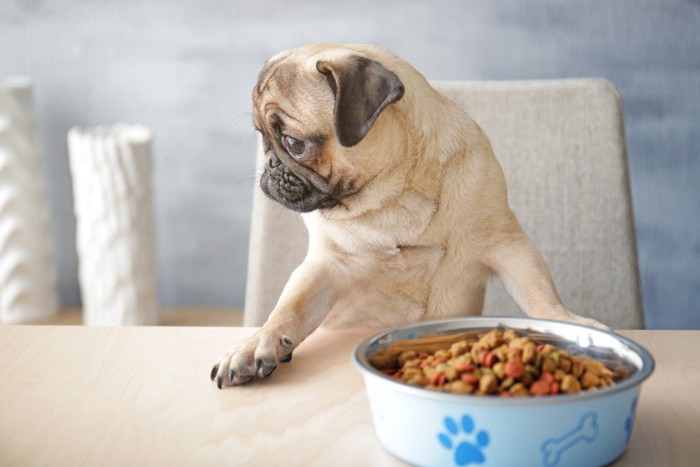 ご飯から顔を背けている犬