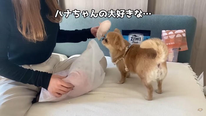 準備をするママさんとハナちゃん