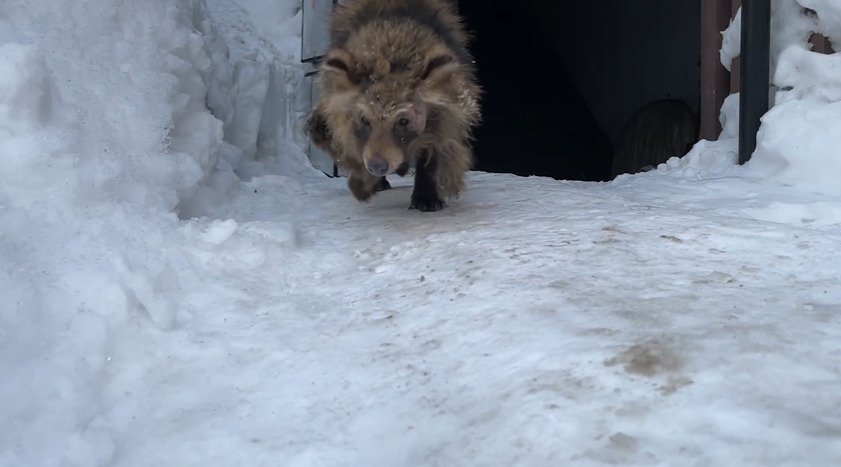 駆け寄る犬？