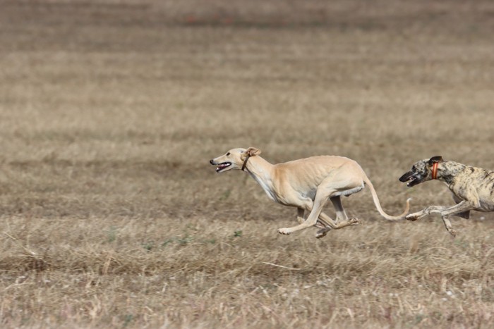 原っぱを全力疾走するスパニッシュ・グレーハウンド