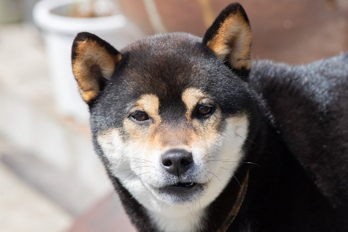 見つめる柴犬