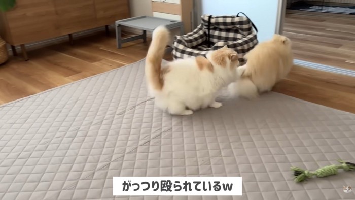 猫パンチ炸裂！！