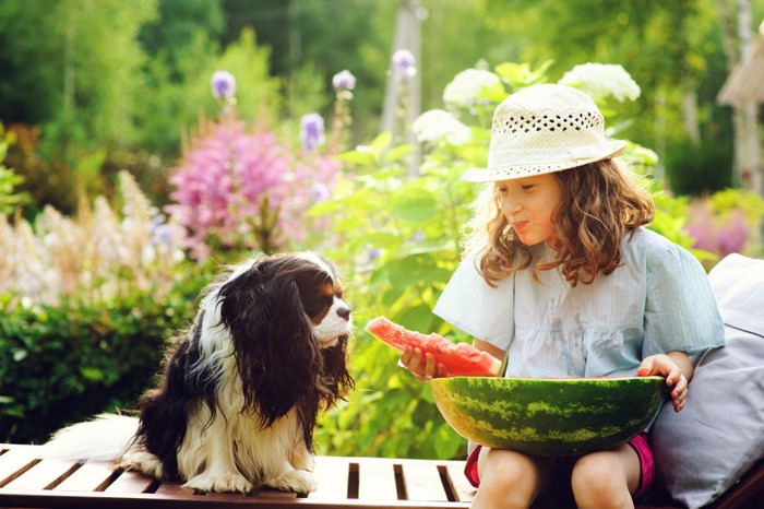 スイカを食べる子供と犬