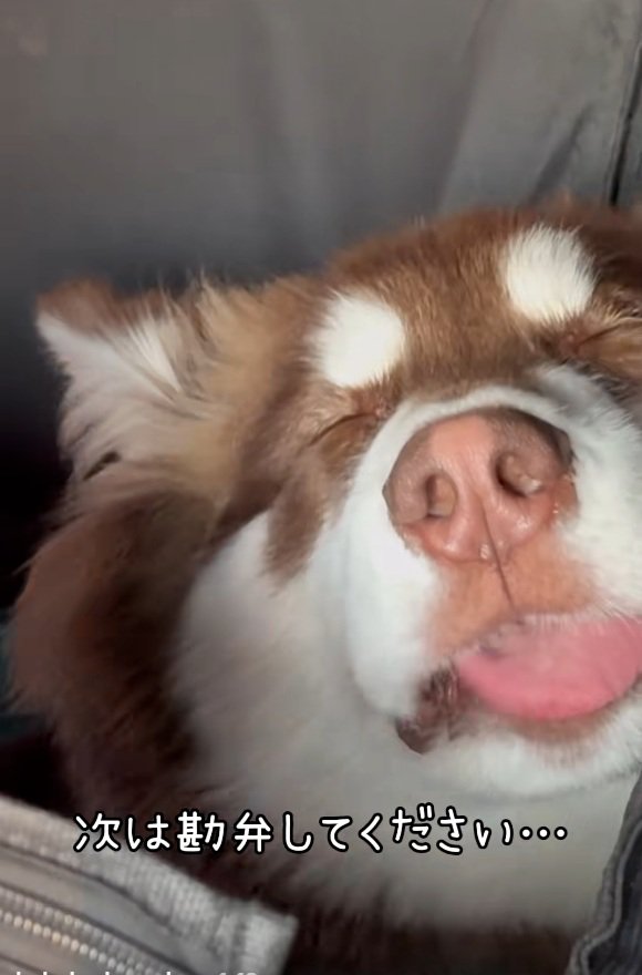 舌を出す琥珀くん