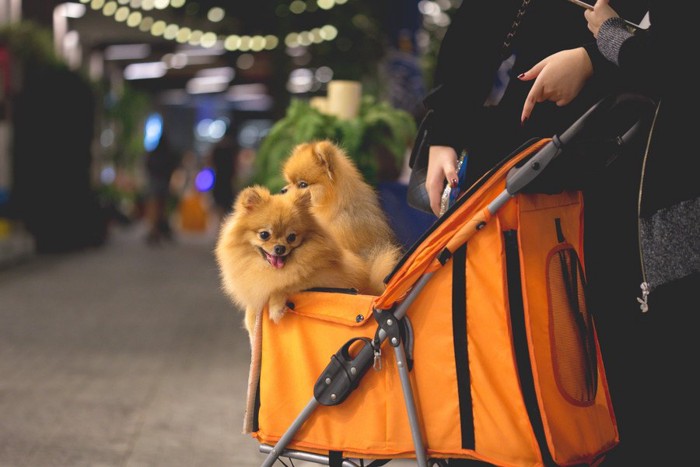 バギーに乗っている2匹の子犬