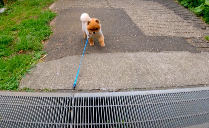 向かってくる犬