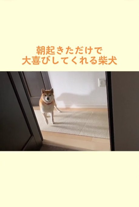 ヒコーキ耳