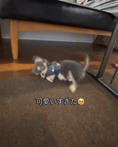 横向きに転がる犬1
