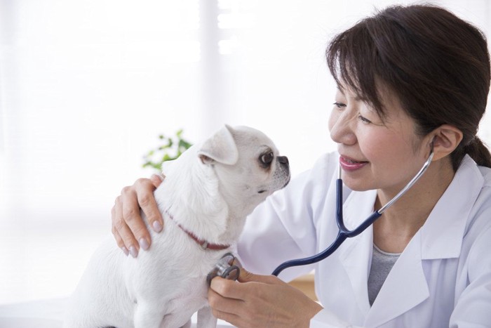 印刷される犬