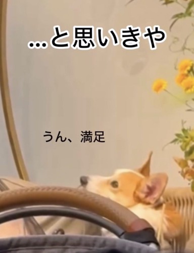 前を見つめる犬
