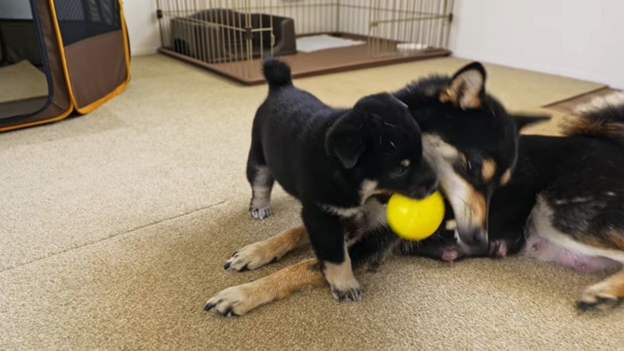 黄色いボールをくわえる子犬と親犬