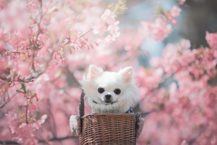 河津桜と犬