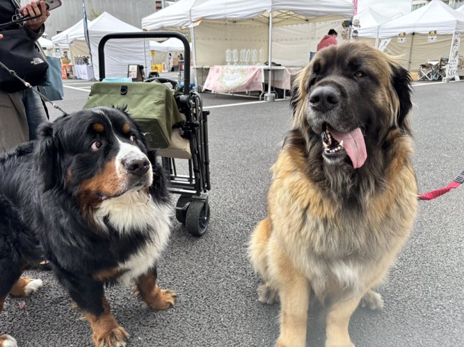 自分より大きな