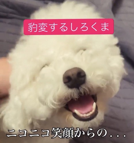 目を細めて笑う犬