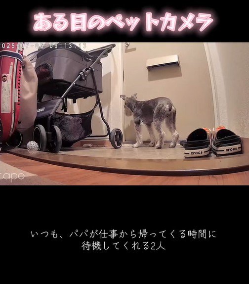 玄関で待機中のぷく君ともち君